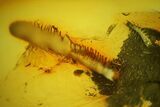 Detailed Fossil Millipede, Centipede and Three Spiders in Baltic Amber #173707-1